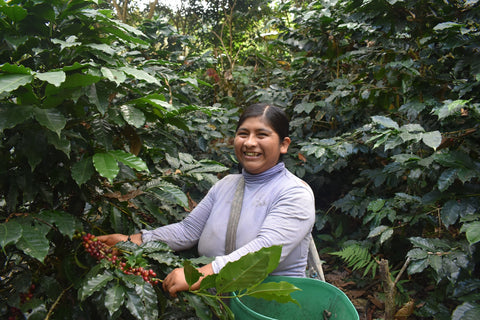 86+ Find: Carolina Villalobos (Bolivia) Microlot. NEW ARRIVAL!