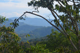 100% Bolivian Organic: Flagship House Roast. NEW CROP!