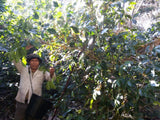 86+ Find: Bernardino Aliaga (Bolivia) Microlot Roast. NEW FARMER!