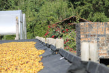 House Roast: Fazenda Cachoeira da Grama: Pulped Natural AAA (Brazil). NEW!