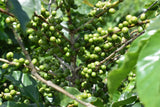 86+ Find: Fazenda Barreiro (Brazil) Microlot. NEW!