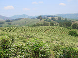 86+ Find: Fazenda Barreiro (Brazil) Microlot. NEW!