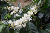 86+ Find: Juan Jose Machicado (Bolivia) Microlot. NEW CROP!