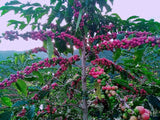 86+ Find: Humberto Mamani (Bolivia) Microlot. NEW FARMER!