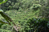 86+ Find: Humberto Mamani (Bolivia) Microlot. NEW FARMER!