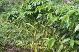 86+ Find: Humberto Mamani (Bolivia) Microlot. NEW FARMER!