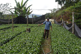 86+ Find: Juan Jose Machicado (Bolivia) Microlot. NEW CROP!