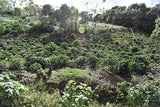 86+ Find: Lucio Villca -San Ignacio (Bolivia) Microlot. NEW ARRIVAL!
