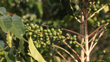 90+ Find: Kinyovu Washing Station (Burundi) Matango Microlot. COFFEE REVIEW: 92 POINTS!!