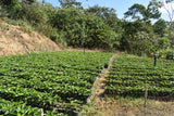 86+ Find: Porfirio Mamani (Bolivia) Microlot. NEW ARRIVAL!