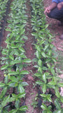 86+ Find: Celso Mayta (Bolivia) Microlot Roast. NEW ARRIVAL!