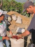 90 Point Decaf: South American Blend