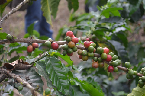 100% Bolivian Fair Trade Organic (FTO) Cascara Tea. – Valverde Coffee ...